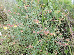 Ludwigia alternifolia