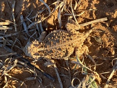 Phrynosoma cornutum
