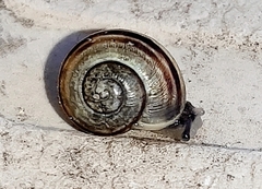 Cepaea nemoralis