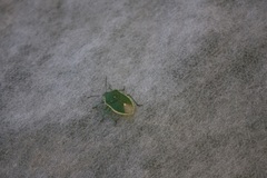 Chlorochroa