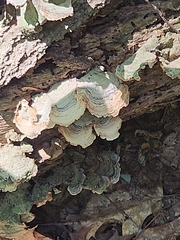 Kretzschmaria deusta