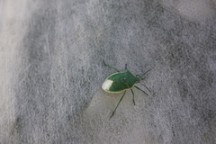 Chlorochroa
