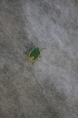 Chlorochroa
