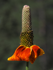 Ratibida columnifera