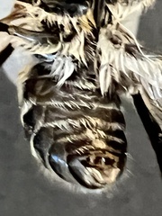 Apinae