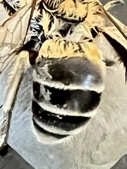 Apinae