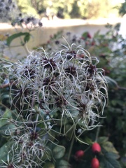 Clematis vitalba