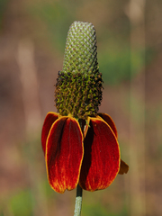 Ratibida columnifera