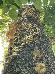 Pleurotus