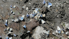 Plebejus idas