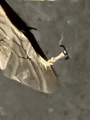 Apinae