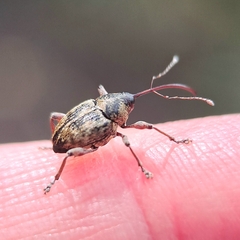 Curculio nucum