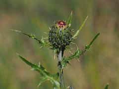 Cirsium wheeleri