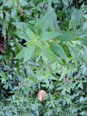 Parietaria judaica