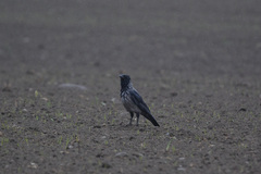 Corvus cornix × corone