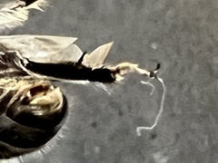 Apinae