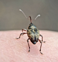 Curculio nucum