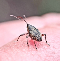 Curculio nucum