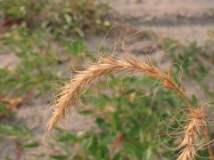 Elymus canadensis