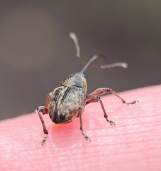 Curculio nucum