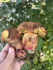 Lanmaoa pseudosensibilis