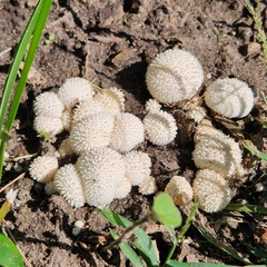 Lycoperdon