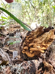 Rhodofomes cajanderi