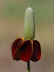 Ratibida columnifera