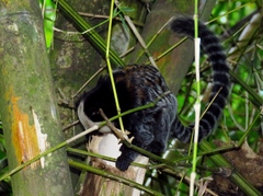 Callithrix geoffroyi