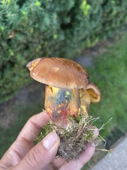 Lanmaoa pseudosensibilis