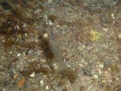 Palaemon adspersus
