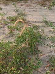 Elymus canadensis