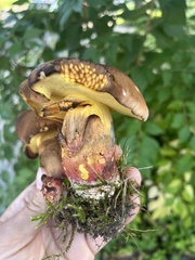 Lanmaoa pseudosensibilis