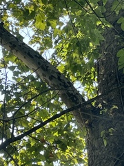 Fraxinus americana