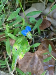 Commelina communis