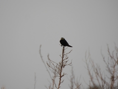 Hymenops perspicillatus