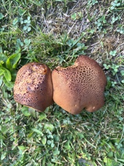 Lanmaoa pseudosensibilis