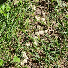 Lycoperdon