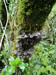 Lobariaceae