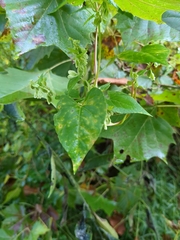 Fallopia
