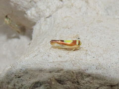 Colladonus clitellarius