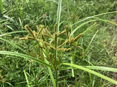 Cyperus imbricatus