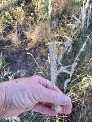 Digitaria californica
