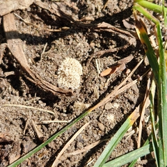 Lycoperdon