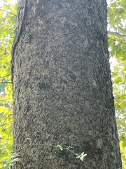 Fraxinus americana