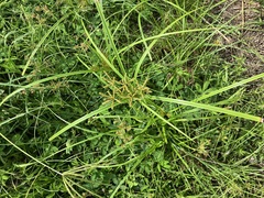 Cyperus imbricatus