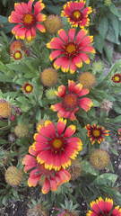 Gaillardia pulchella