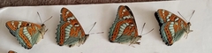 Limenitis populi