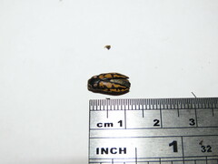 Astraeus
