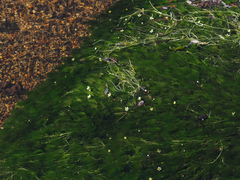 Ranunculus aquatilis